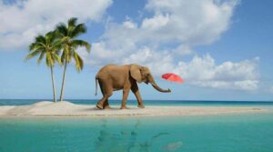 Elephant Beach