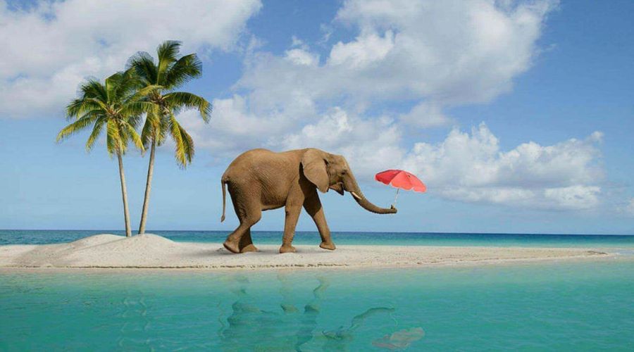 Elephant Beach